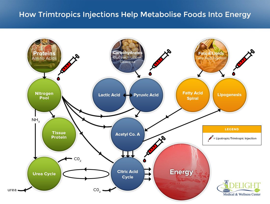 Metabolism summary