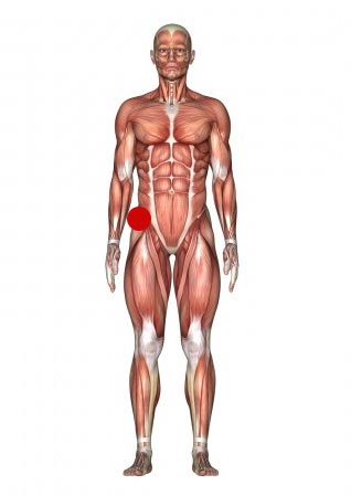 Anatomy of a hip