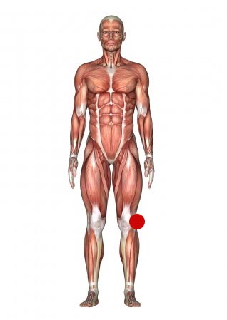 Anatomy of a knee